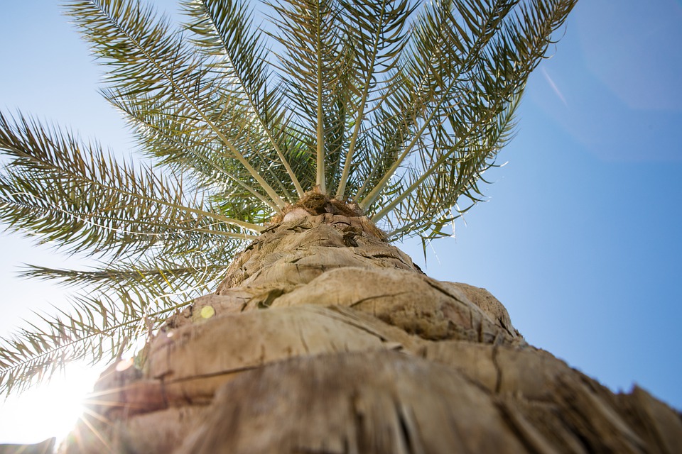 palmboom tropic trees